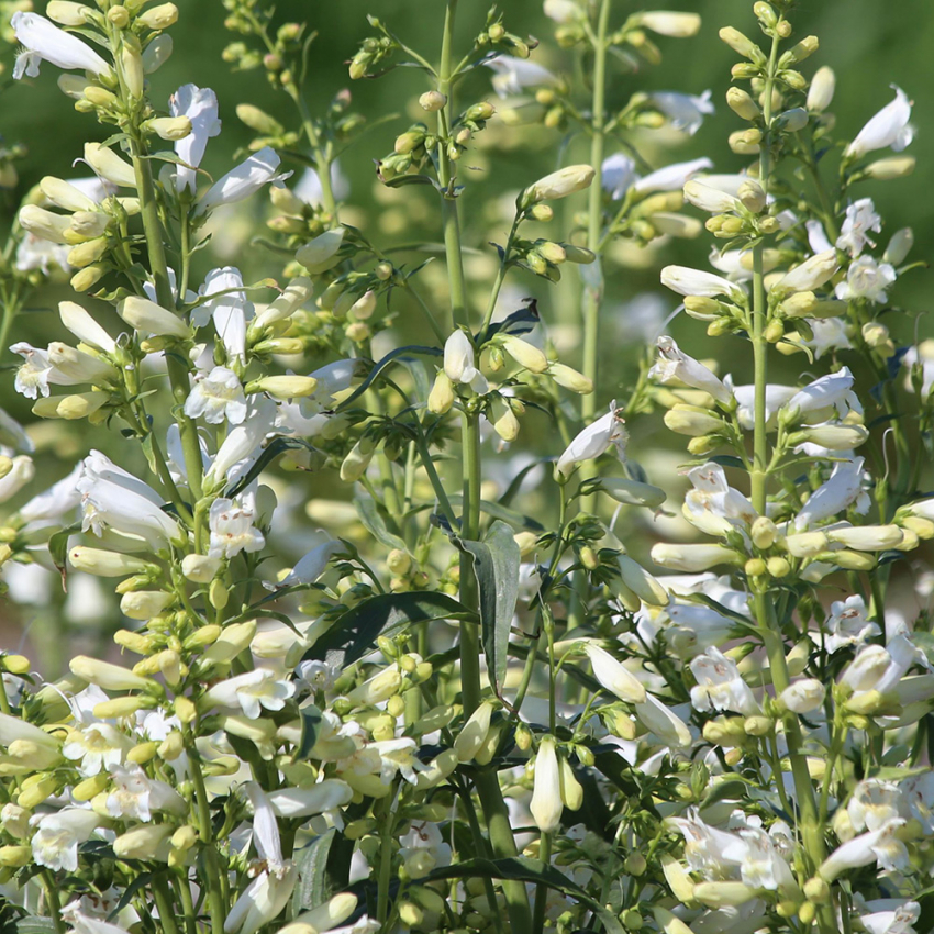 Rørblomst 'Twizzle White'