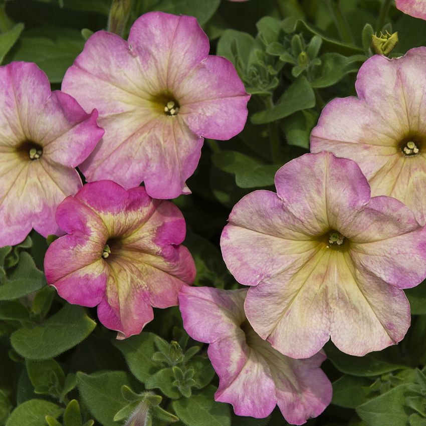 Petunia F1 'Debonair Dusty Rose' i gruppen Frø / Etårige blomster hos Impecta Fröhandel (86413)