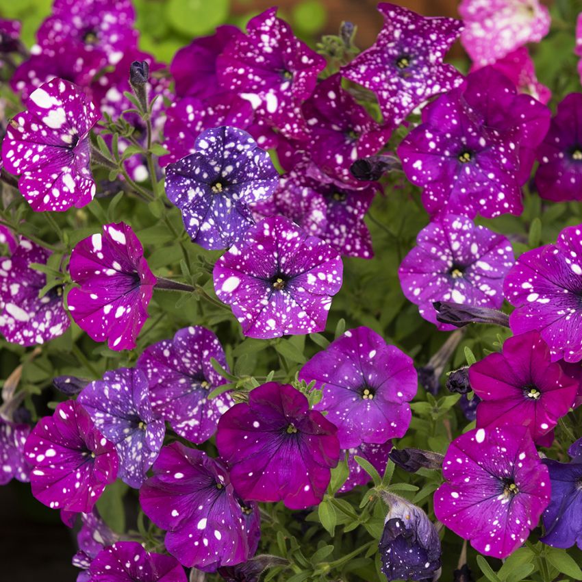 Petunia F1 'Dot Star Dark Violet' i gruppen Frø / Etårige blomster hos Impecta Fröhandel (86420)