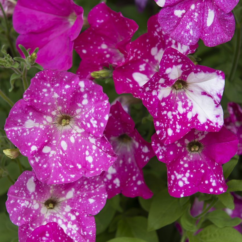 Petunia F1 'Dot Star Deep Pink' i gruppen Frø / Etårige blomster hos Impecta Fröhandel (86421)