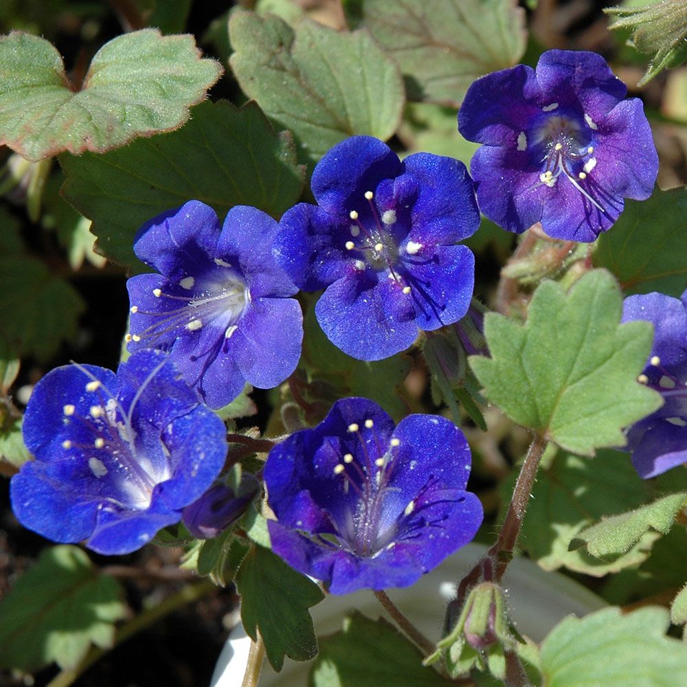 Klokkehonningurt 'Blue Wonder' i gruppen Frø / Etårige blomster hos Impecta Fröhandel (8650)