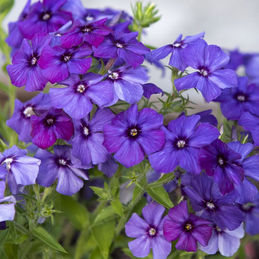 Flammeblomst 'Blue Beauty' i gruppen Frø / Etårige blomster hos Impecta Fröhandel (86710)