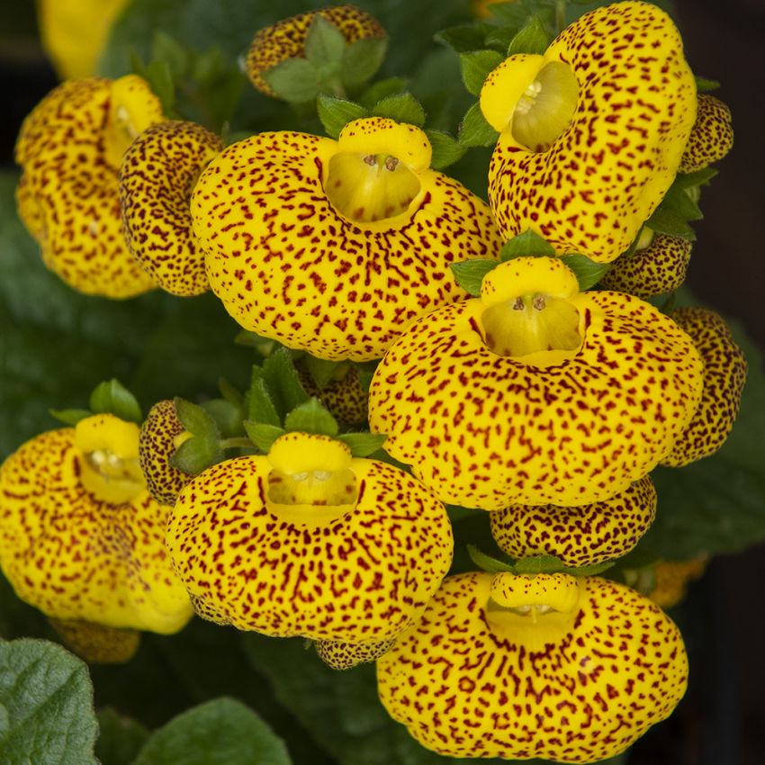 Tøffelblomst F1 'Dainty Yellow with Spots' i gruppen Frø / Etårige blomster hos Impecta Fröhandel (86800)