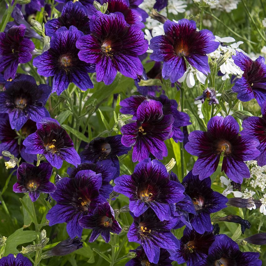 Trompetblomst 'Kew Blue' i gruppen Frø / Etårige blomster hos Impecta Fröhandel (87040)