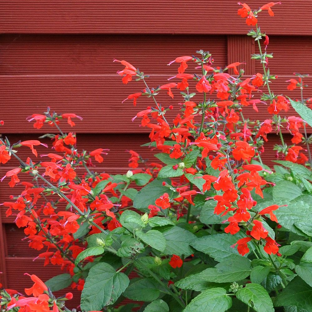 Skarlagensalvie 'Summer Jewel Red' i gruppen Frø / Etårige blomster hos Impecta Fröhandel (8714)