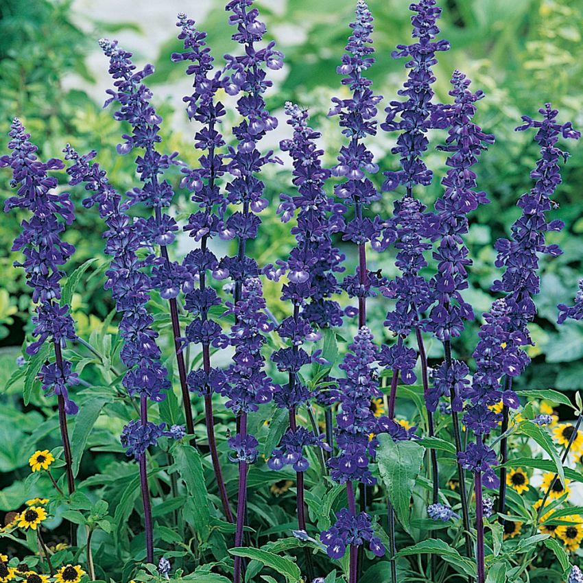 Salvia farinacea 'Blue Bedder' i gruppen Frø / Etårige blomster hos Impecta Fröhandel (8715)