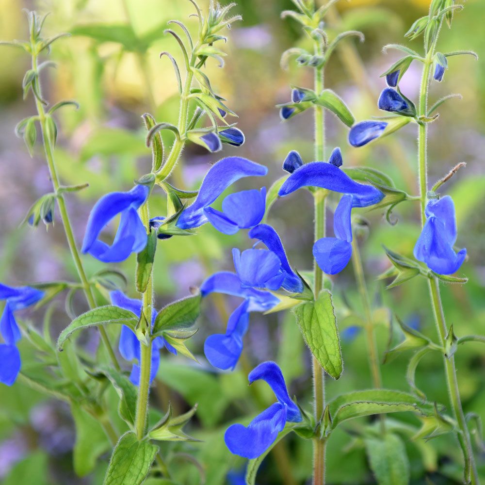 Blå salvie 'Oxford Blue' i gruppen Frø / Etårige blomster hos Impecta Fröhandel (87161)