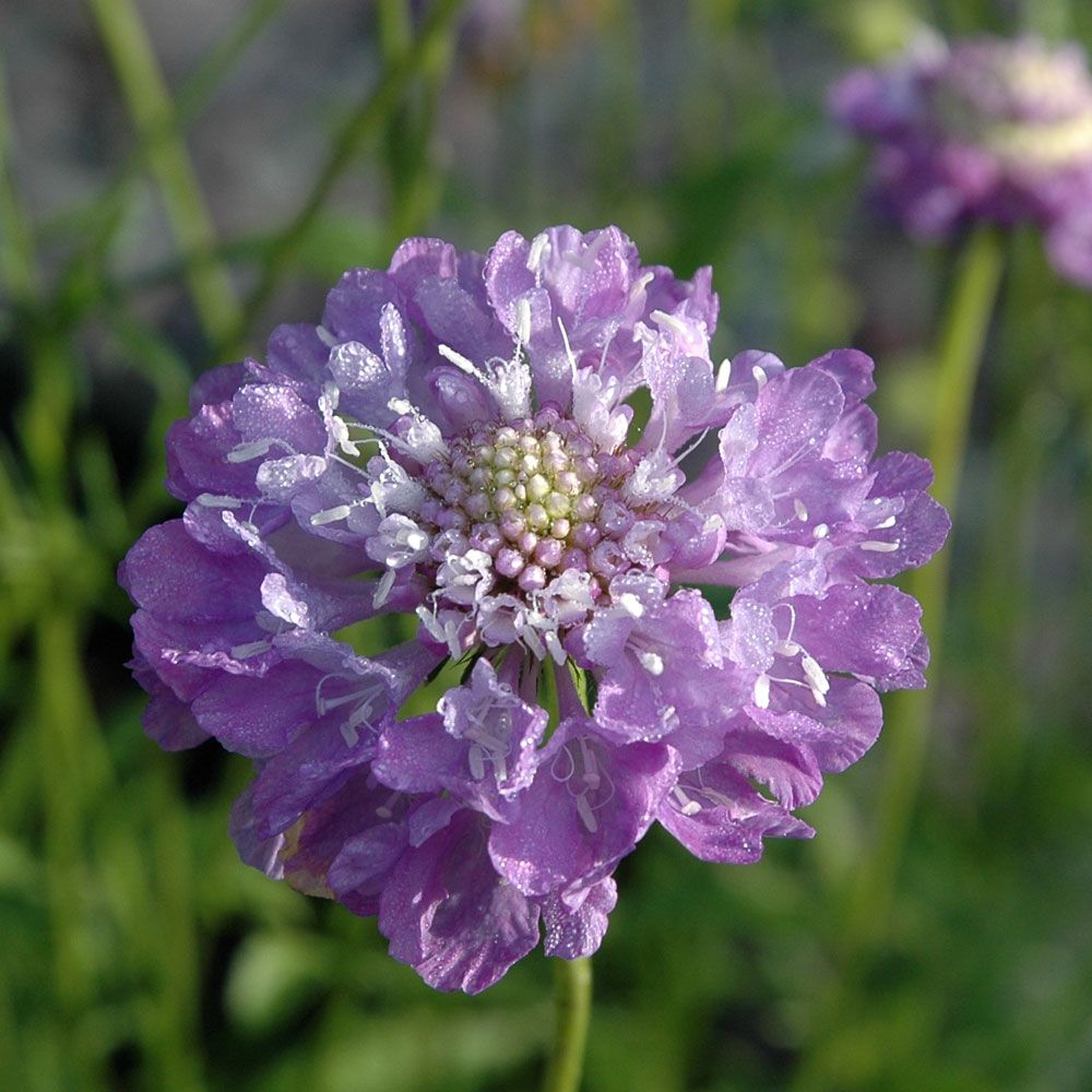 Enkeblomst 'Oxford Blue' i gruppen Frø / Etårige blomster hos Impecta Fröhandel (8722)
