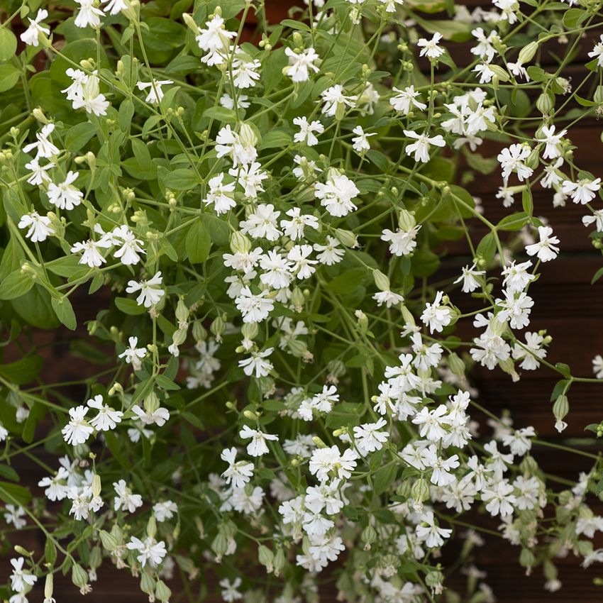 Limurt 'Sibella White' i gruppen Frø / Etårige blomster hos Impecta Fröhandel (87311)