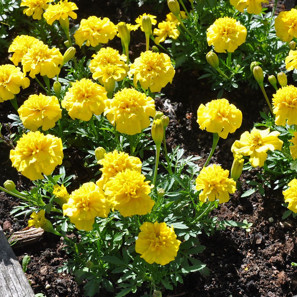 Udspærret fløjlsblomst 'Primo Yellow' i gruppen Frø / Etårige blomster hos Impecta Fröhandel (8741)
