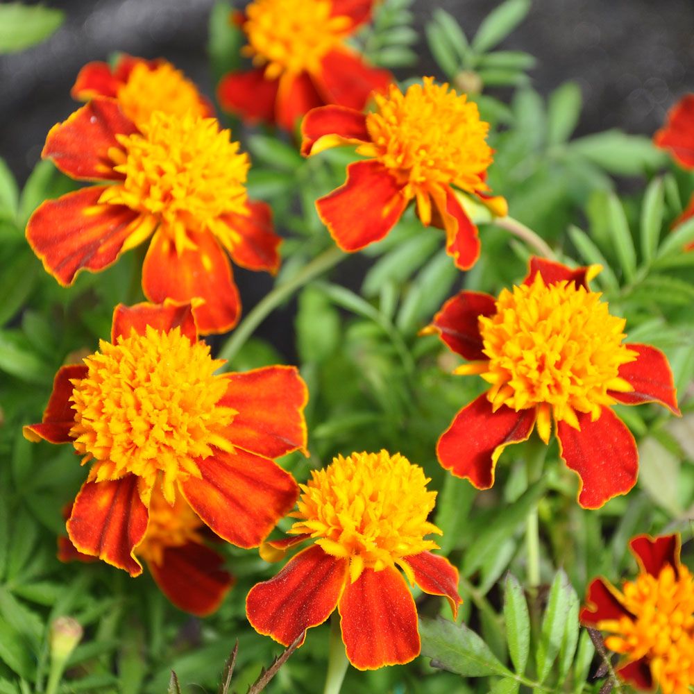 Fløjlsblomst 'Orange Flame' i gruppen Frø / Etårige blomster / Spiselige etårige blomster hos Impecta Fröhandel (8757)
