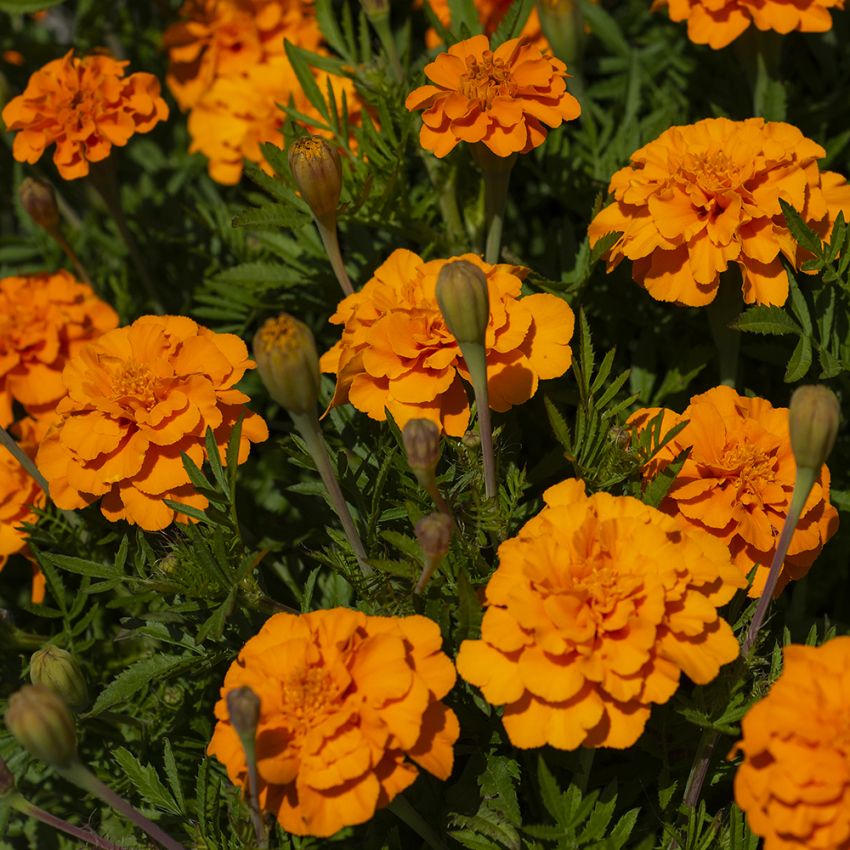 Fløjlsblomst 'Glow'