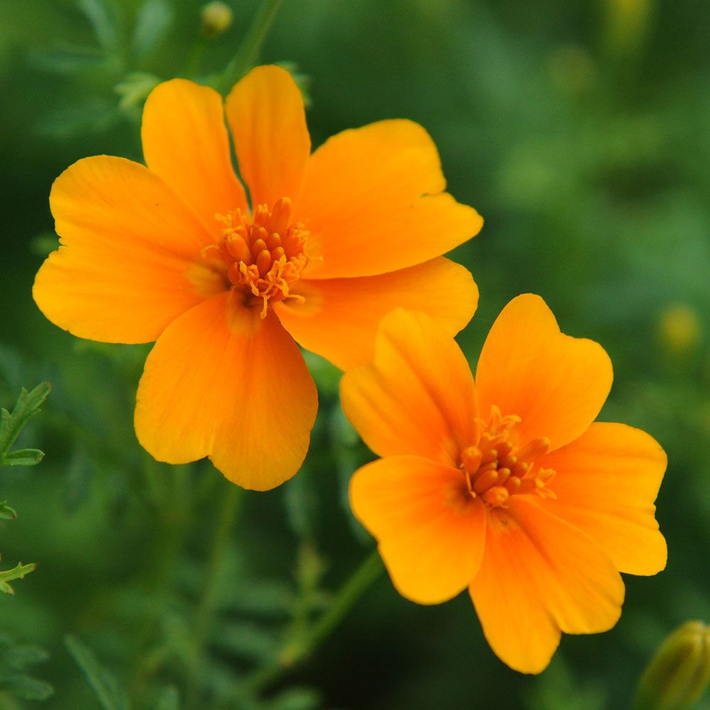 Lille fløjlsblomst 'Orange Gem' i gruppen Frø / Etårige blomster hos Impecta Fröhandel (8787)