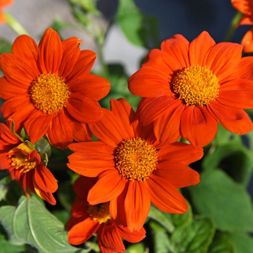 Mexicansk solblomst 'Orange Torch' i gruppen Frø / Etårige blomster hos Impecta Fröhandel (8795)