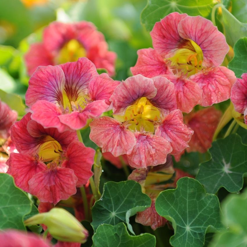 Tallerkensmækker 'Ladybird Rose' i gruppen Frø / Etårige blomster hos Impecta Fröhandel (88020)