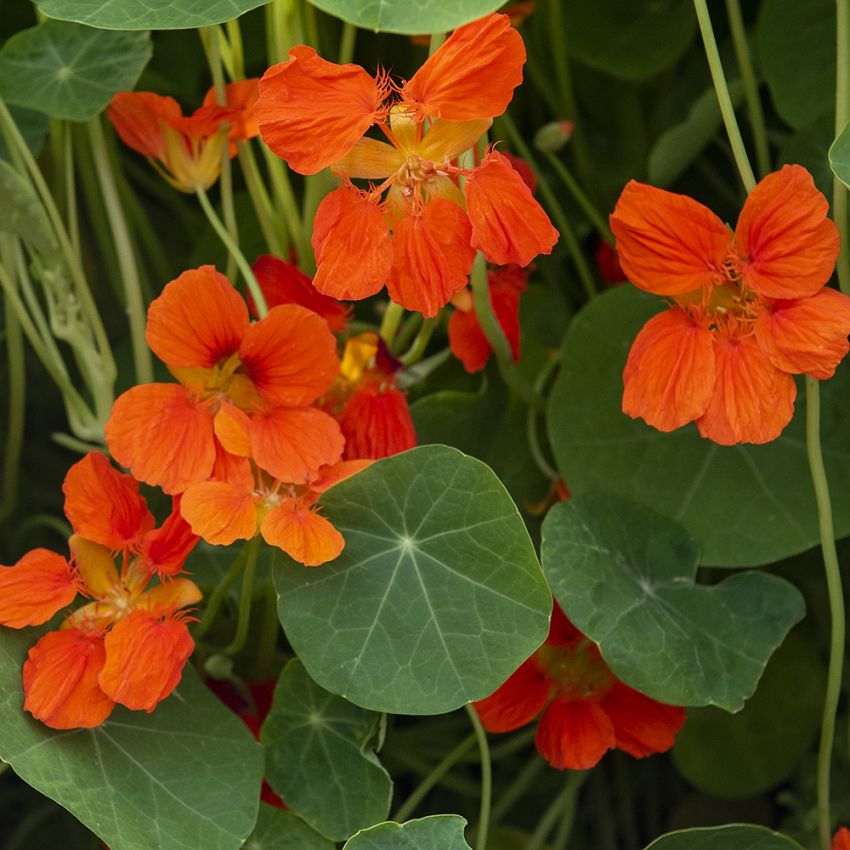 Tallerkensmækker 'Whirlybird Tangerine' i gruppen Frø / Etårige blomster hos Impecta Fröhandel (88081)