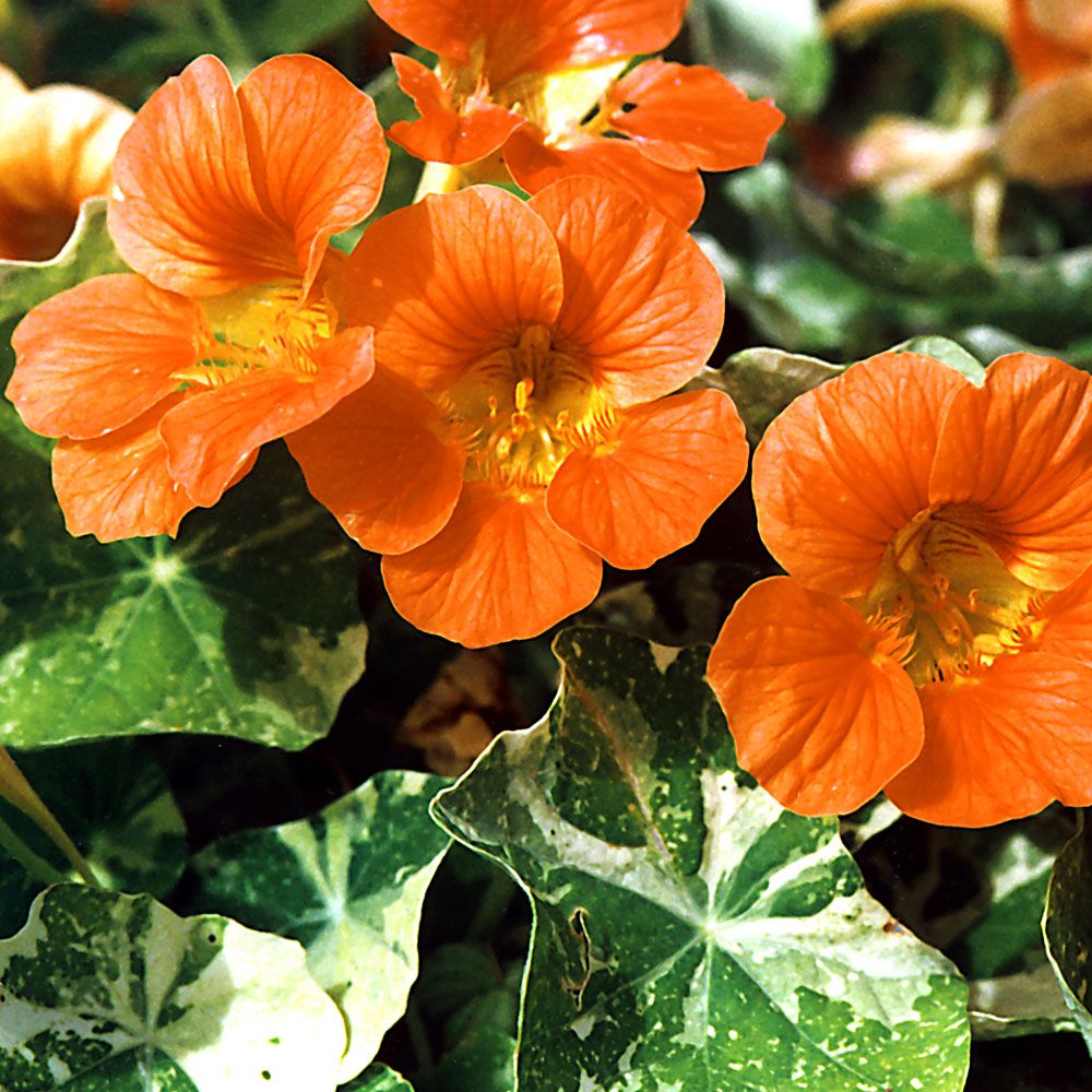 Tallerkensmækker 'Alaska Salmon Orange' i gruppen Frø / Etårige blomster hos Impecta Fröhandel (8812)