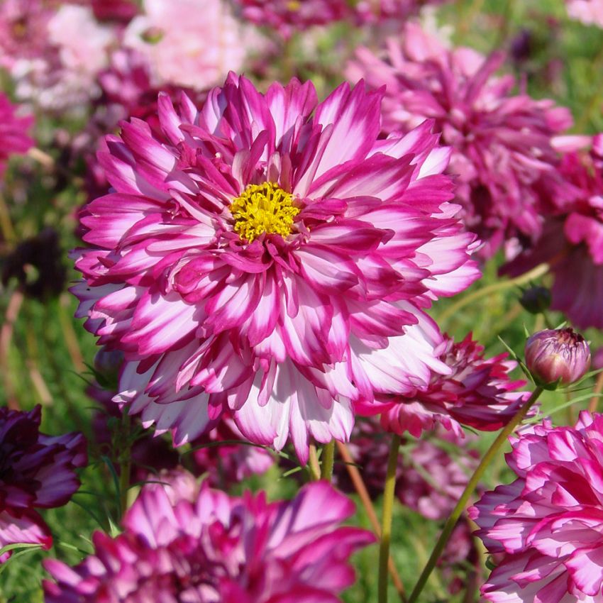 Stolt kavaler ''Double Click Bicolour Violet'', smukke, store, halv- til helt fyldte blomster, tofarvede i hvid og rosaviolet.