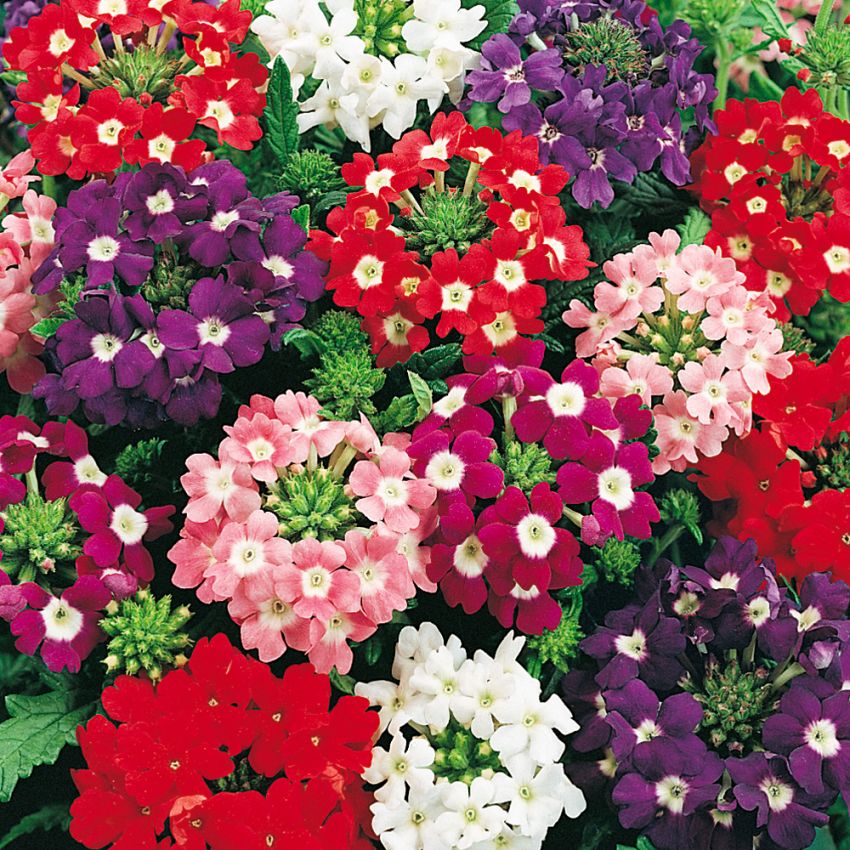 Have-verbena i gruppen Frø / Etårige blomster hos Impecta Fröhandel (8820)