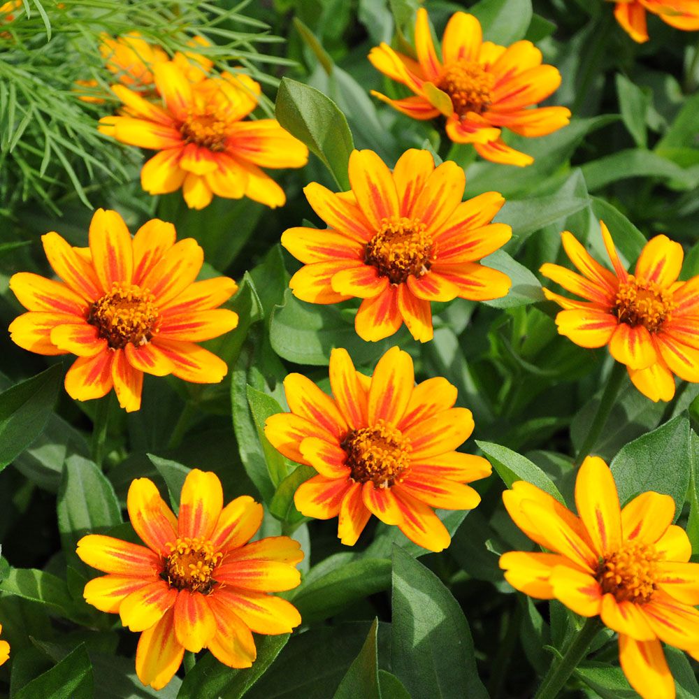 Frøkenhat ''''Zahara Sunburst'''', Blomster i orange, senere med rød stjerne. 