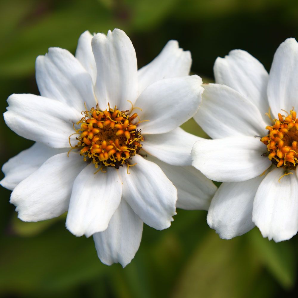Frøkenhat ''''Zahara White'''', Hvide blomster med gul midte på kraftige stængle