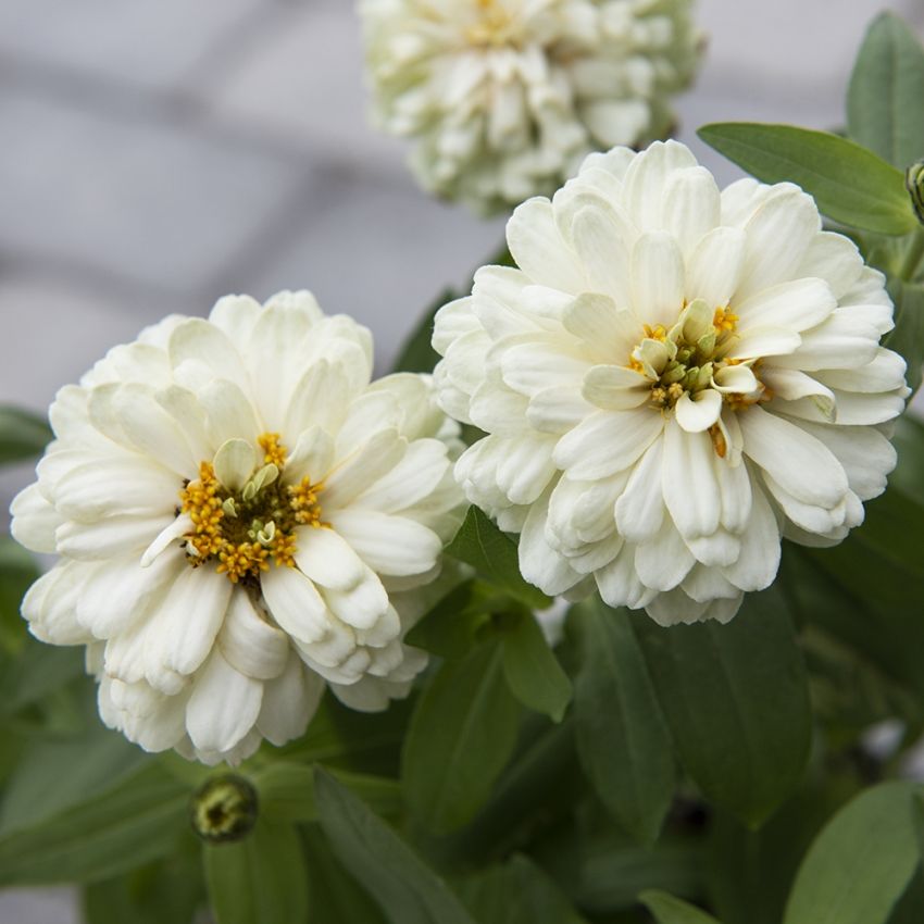 Frøkenhat ''''Zahara Double White'''', Store, helt dobbelte, rene hvide blomster