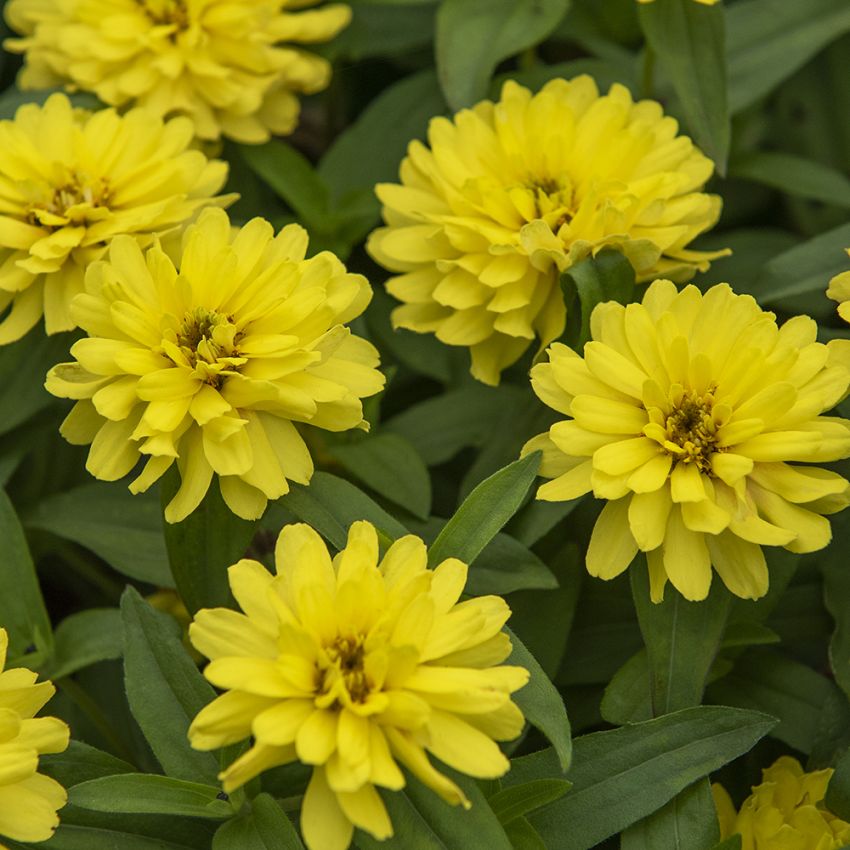 Frøkenhat ''''Zahara Double Yellow'''', Store, fuldt dobbelte blomster i strålen