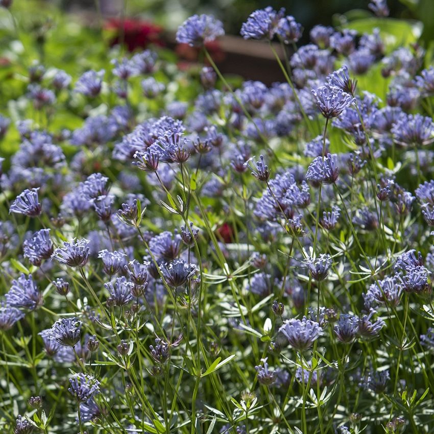 Blå skovmærke 'Blue Surprise' i gruppen Frø / Etårige blomster hos Impecta Fröhandel (8900)