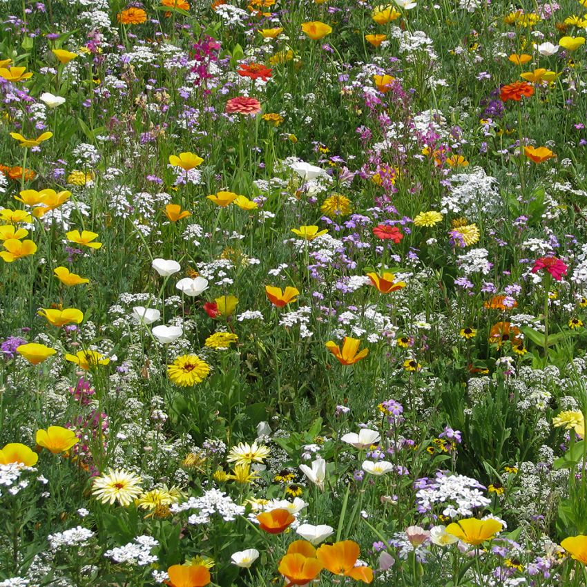 Sommerblomster XL Blanding Lav