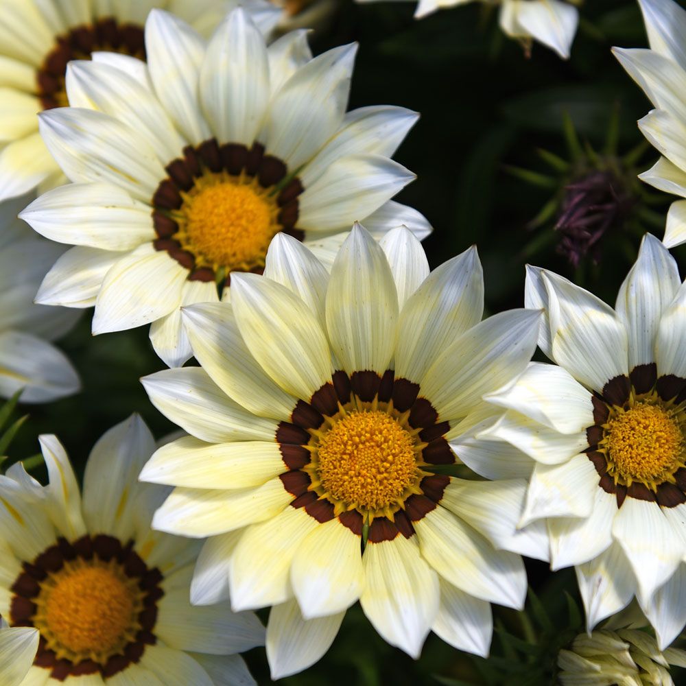 Påfugleblomster F1 'New Day White' i gruppen Frø / Etårige blomster / Potteplanter udendørs hos Impecta Fröhandel (89022)