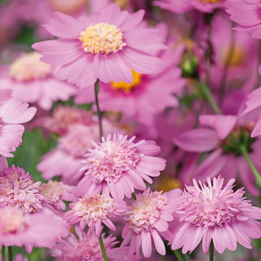 Stolt kavaler 'Popsocks Pink', Støvetrosa, enkelte til fyldte blomster med gul midte. 