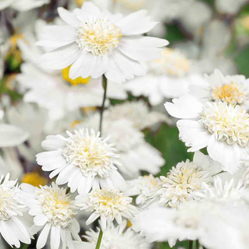 Stolt kavalers ''Popsocks White'', Snehvide, enkelte til fyldte blomster med gul midte.