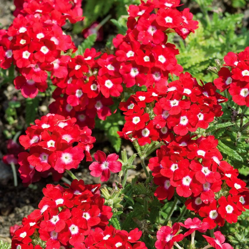 Have-verbena 'Quartz XP Red with Eye' i gruppen Frø / Etårige blomster hos Impecta Fröhandel (8917)