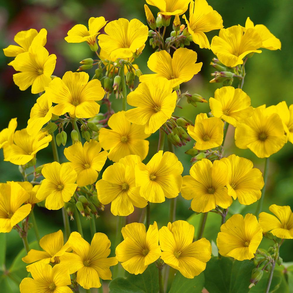 Chilensk Guldoxalis i gruppen Frø / Etårige blomster hos Impecta Fröhandel (8918)