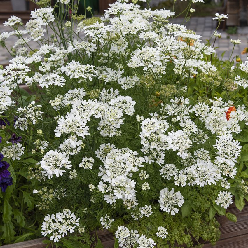 Blomsterkørvel 'White Lace' i gruppen Frø / Etårige blomster hos Impecta Fröhandel (89230)