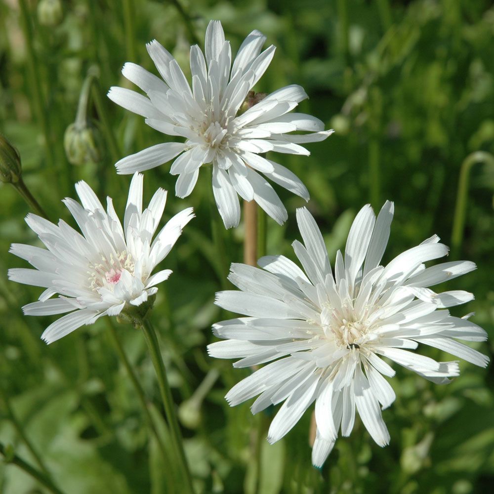 Høgeskæg 'Snow White'