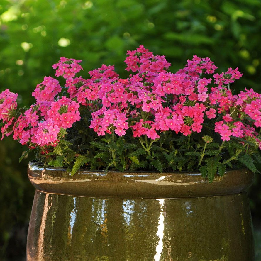 Have-verbena 'Quartz XP Pink' i gruppen Frø / Etårige blomster hos Impecta Fröhandel (89341)