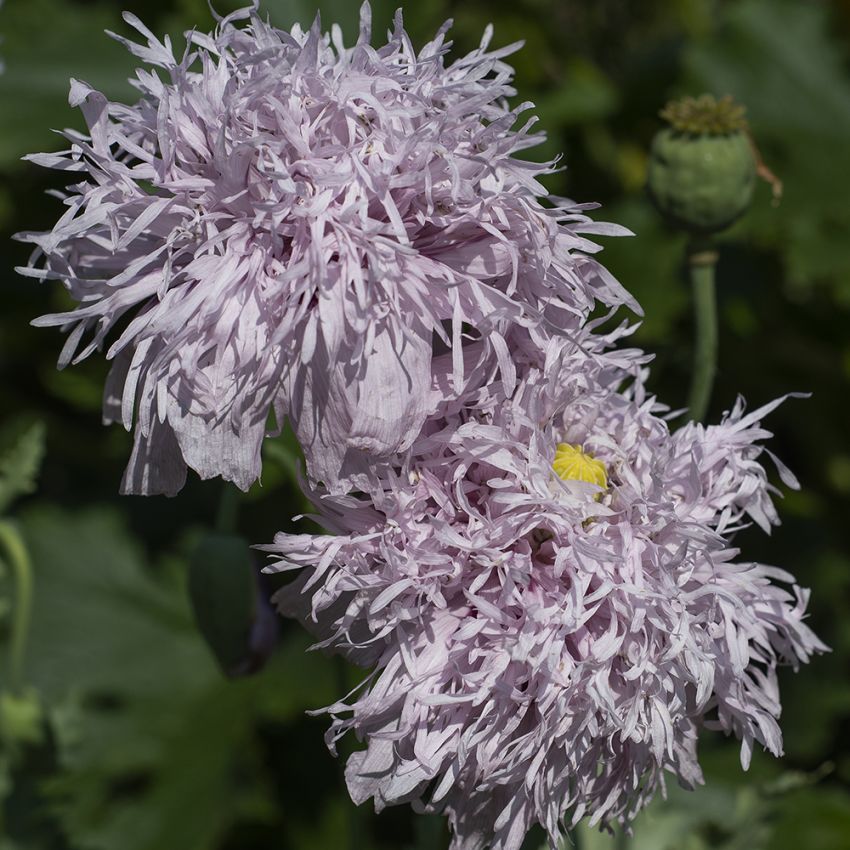 Fjervalmue 'Lilac Pompom' i gruppen Frø / Etårige blomster hos Impecta Fröhandel (8942)