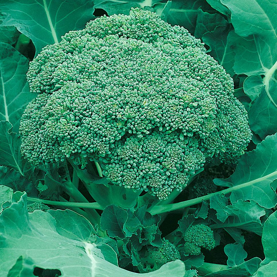 Broccoli 'Ramoso Calabrese' i gruppen Frø / Grøntsager hos Impecta Fröhandel (9180)