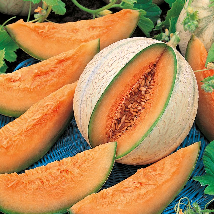 Cantaloupe-melon 'Charentais' i gruppen Frø / Grøntsager hos Impecta Fröhandel (9365)