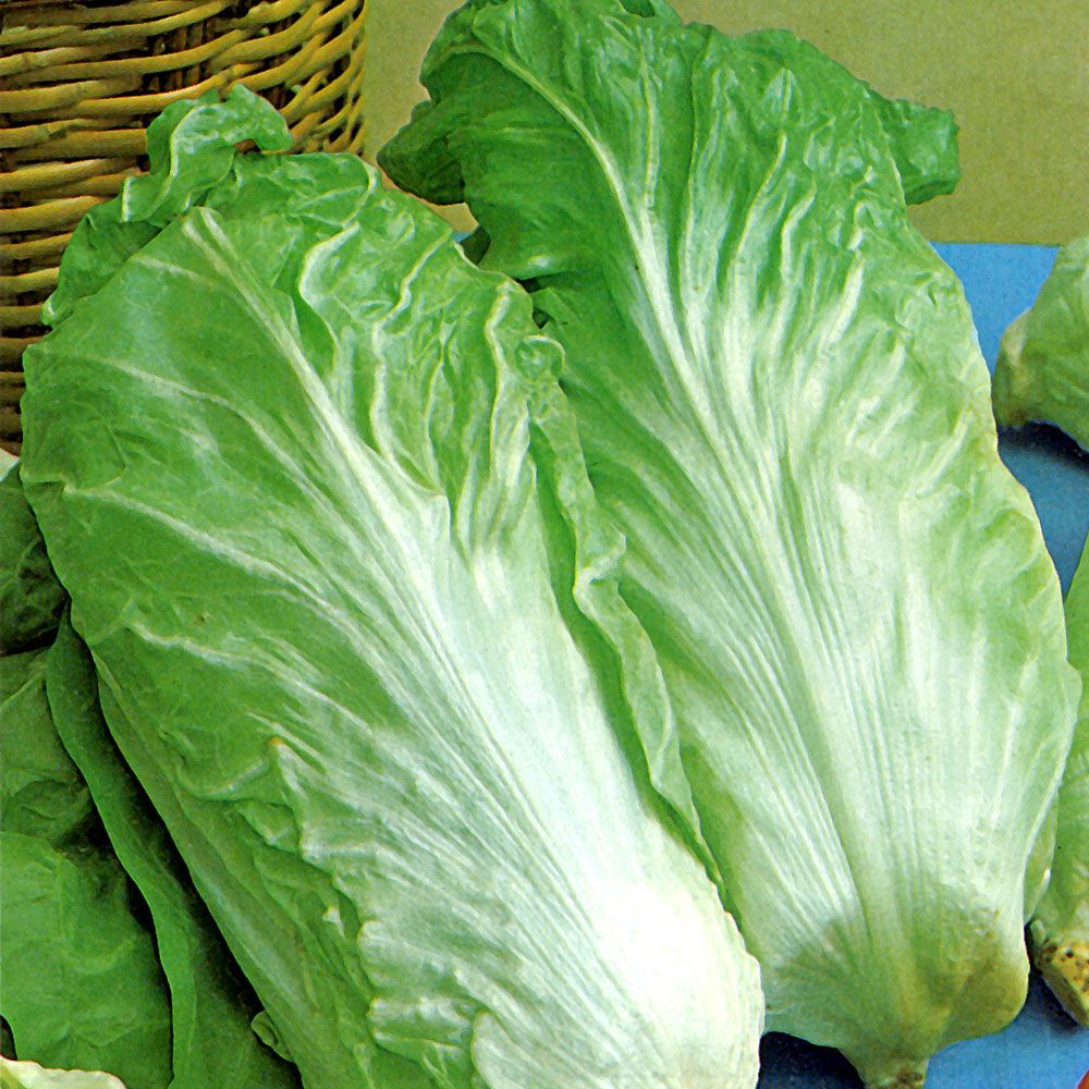 Salatcikorie 'Bianca di Milano' i gruppen Frø / Grøntsager hos Impecta Fröhandel (9553)