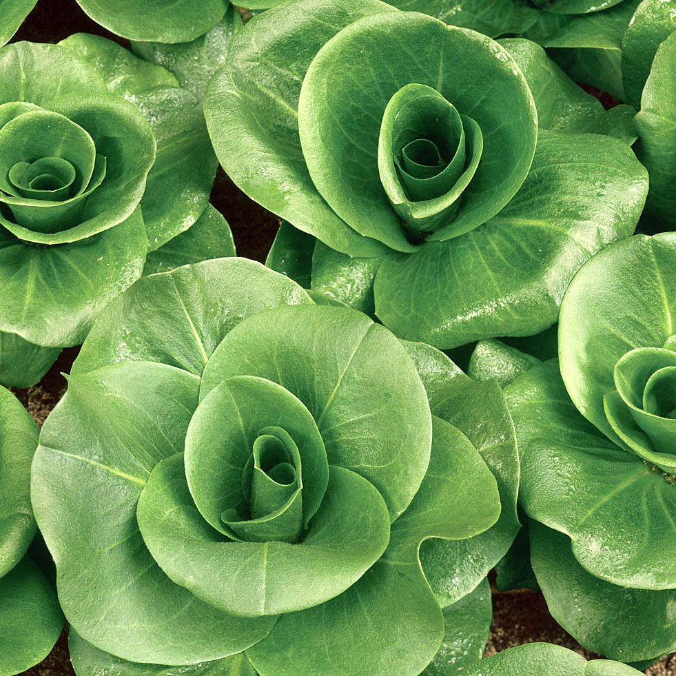 Salatcikorie ''Grumola Verde'', lange smalle blade, fremragende i sommersalater.