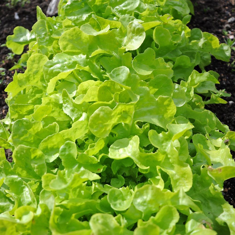 Plukkesalat 'Salad Bowl' i gruppen Frø / Grøntsager hos Impecta Fröhandel (9570)