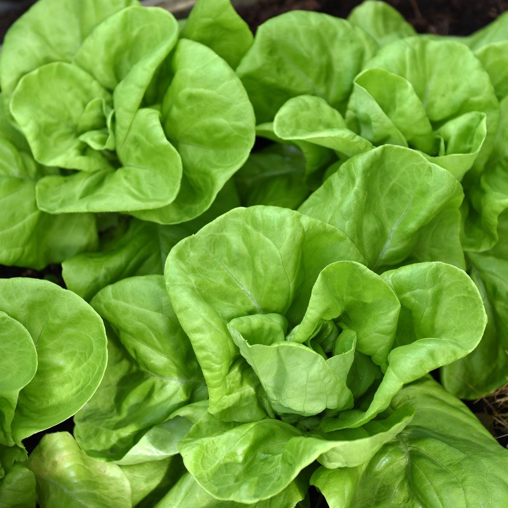 Salat 'Gustavs Salat'