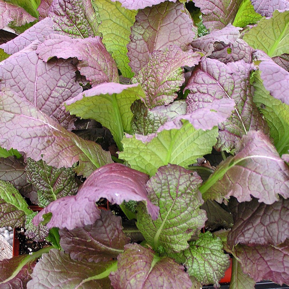 Sareptasennep 'Osaka Purple'