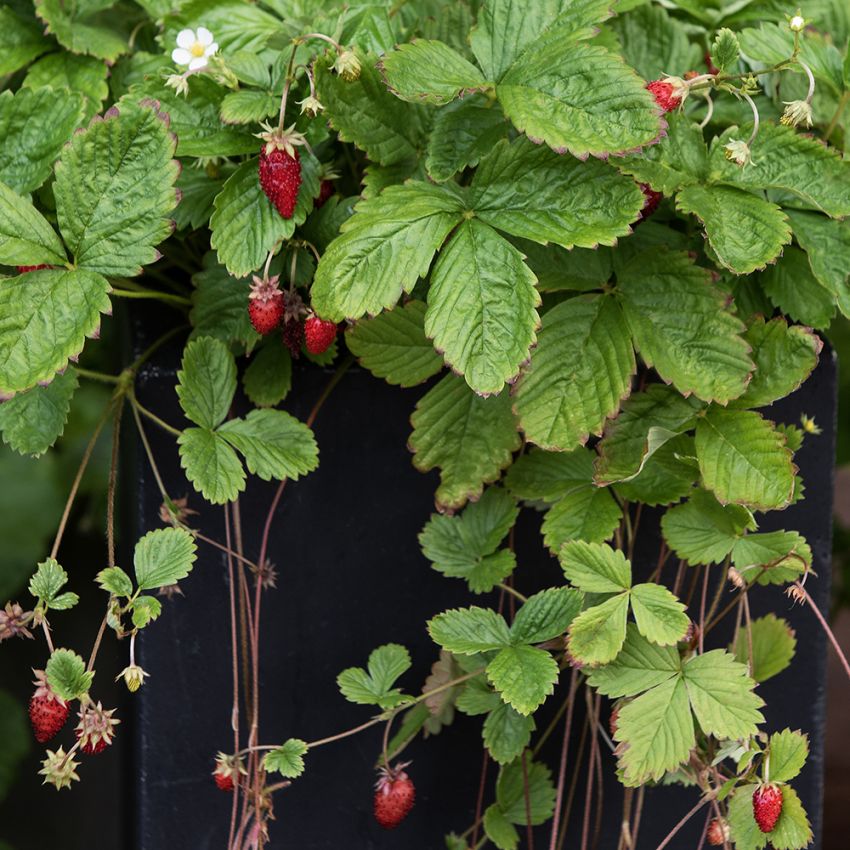 Skovjordbær 'Attila', Hvidblomstrende med masser af søde, røde, aflange bær hele sommeren.