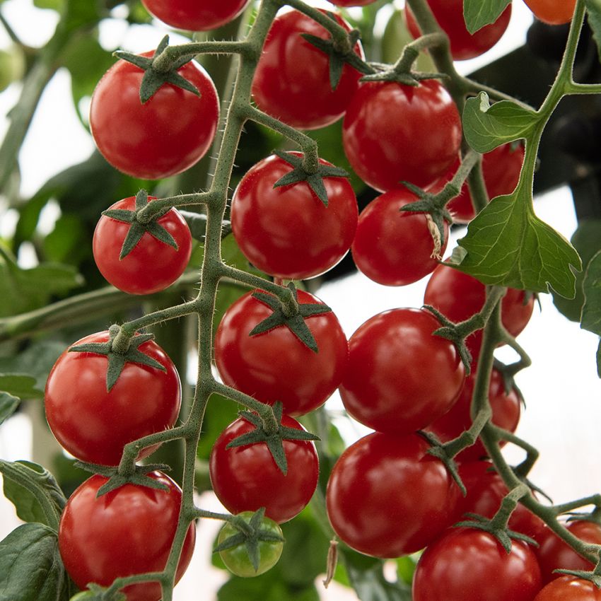 Cherrytomat F1 'Charmant', planter som giver en rigelig høst af runde, smukt røde cherrytomater på ca. 15 gram.
