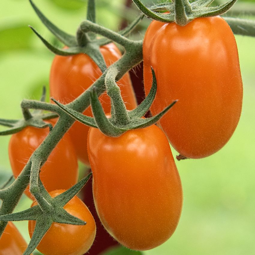Blommetomat F1 'Kajsa Sweet', Lange, rigtbærende klaser med smukt skinnende, orangegule tomater.
