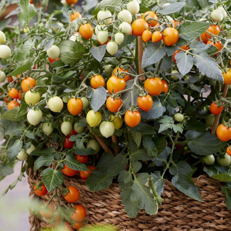 Cherrytomat F1 'Tiny Temptations Orange', busktomat, der giver mængder af små, runde, let dråbeformede frugter i lys orange på ca. 8 gram.