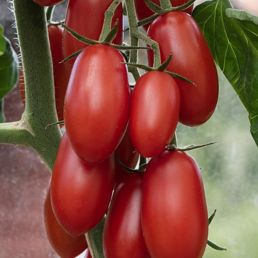 Blommetomat F1 'Ravello', Tætte klaser af knaldrøde, ovale tomater på omkring 20 gram.